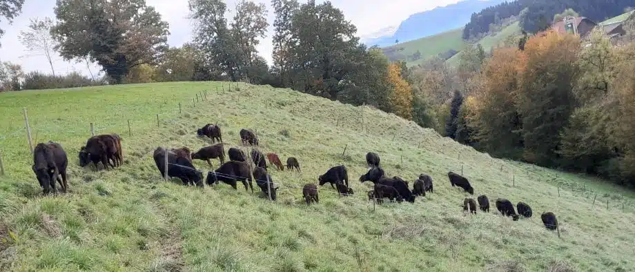 Wagyu Bier cows