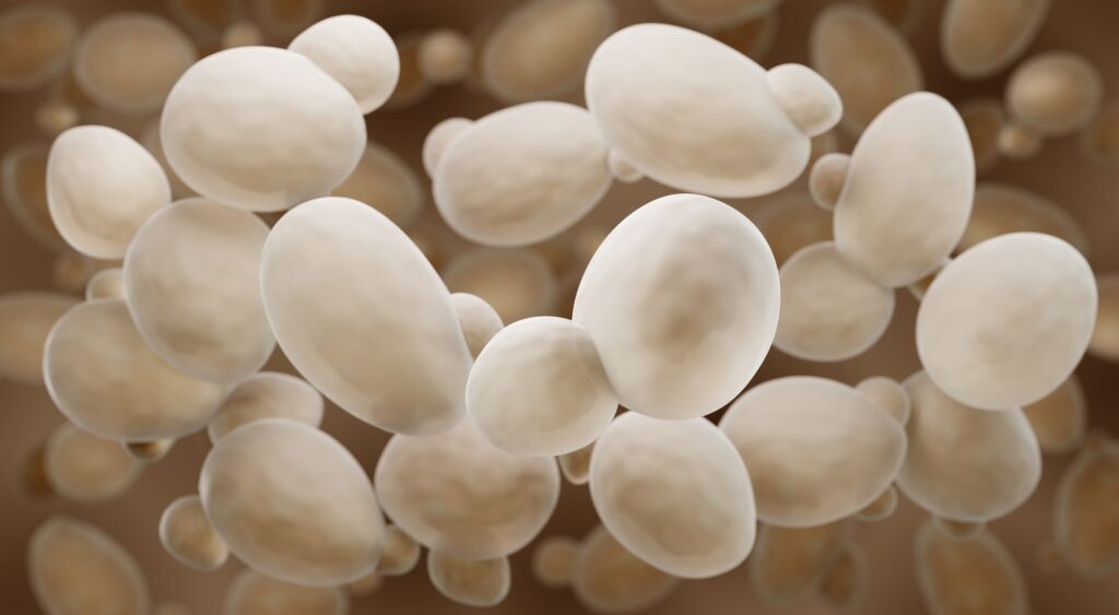 Bierhefe Brewing yeast 2