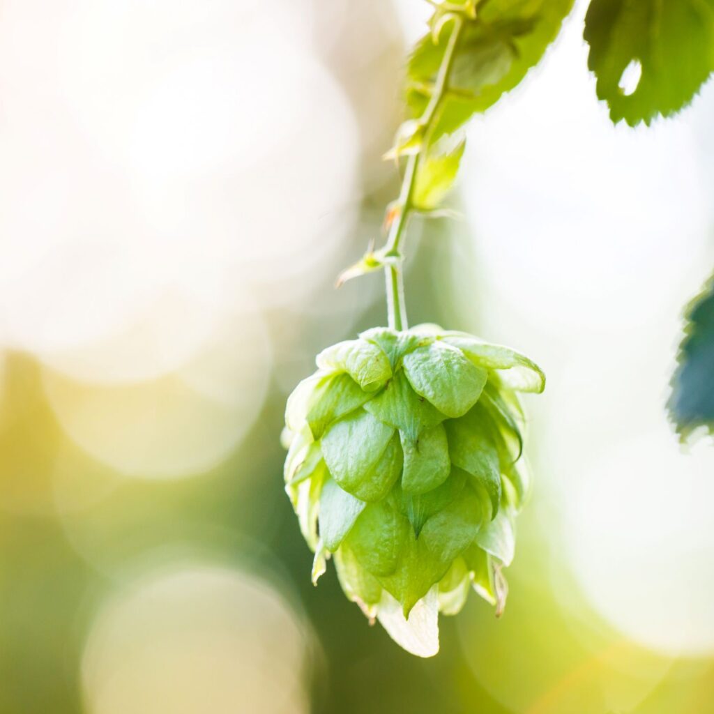 hop IPA